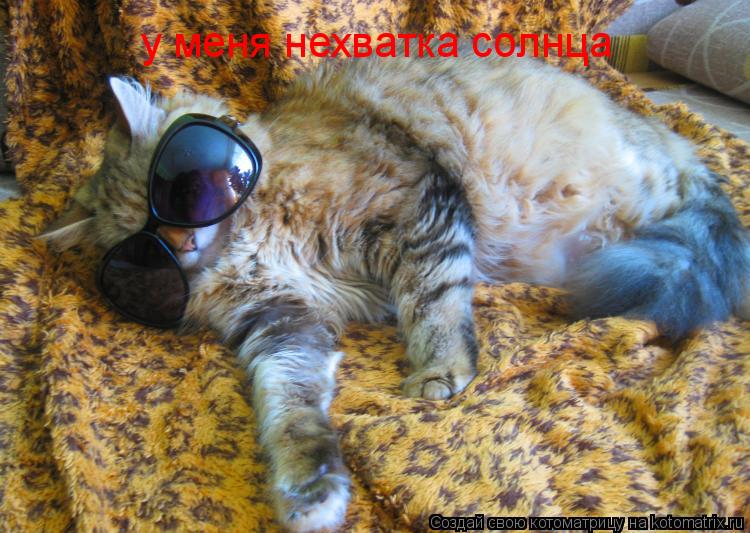 Котоматрица: у меня нехватка солнца