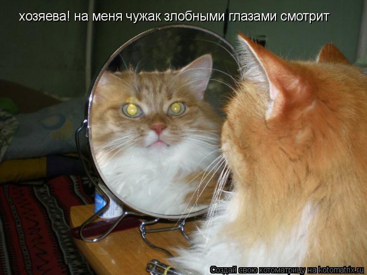 Котоматрица: хозяева! на меня чужак злобными глазами смотрит