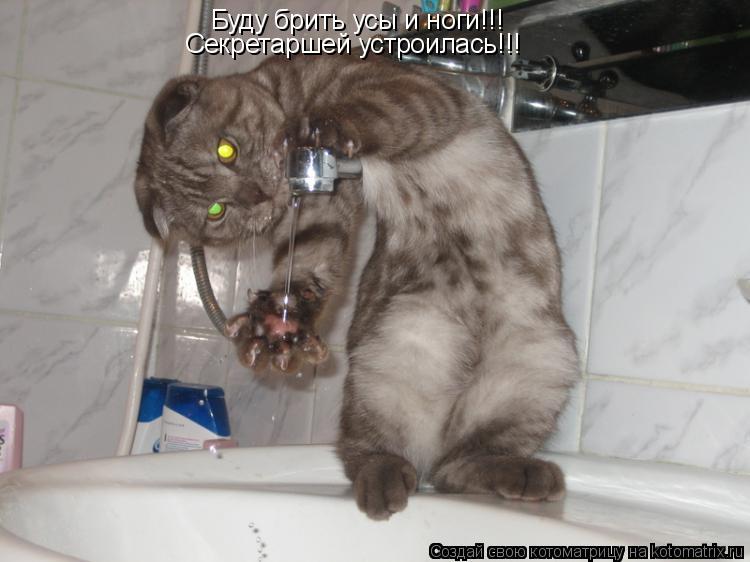 Котоматрица: Буду брить усы и ноги!!! Секретаршей устроилась!!!