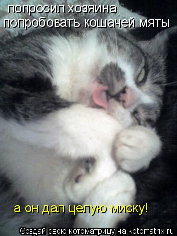 Котоматрица: попросил хозяина  попробовать кошачей мяты а он дал целую миску!