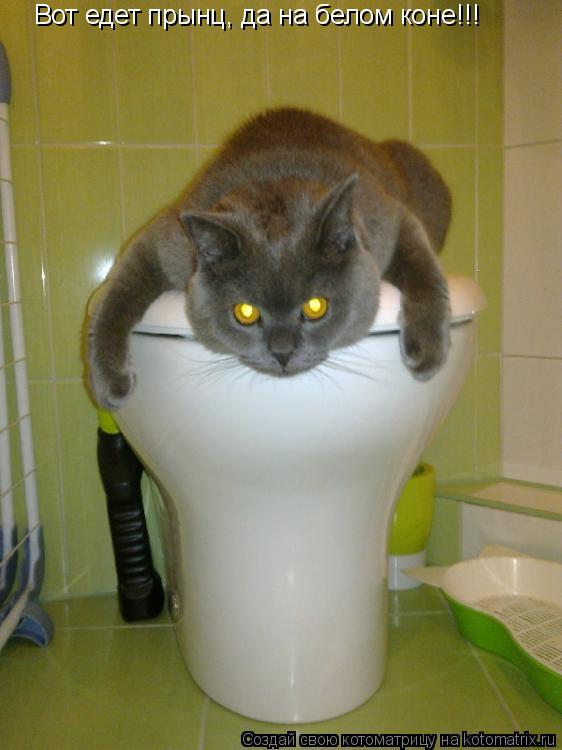 Котоматрица: Вот едет прынц, да на белом коне!!!