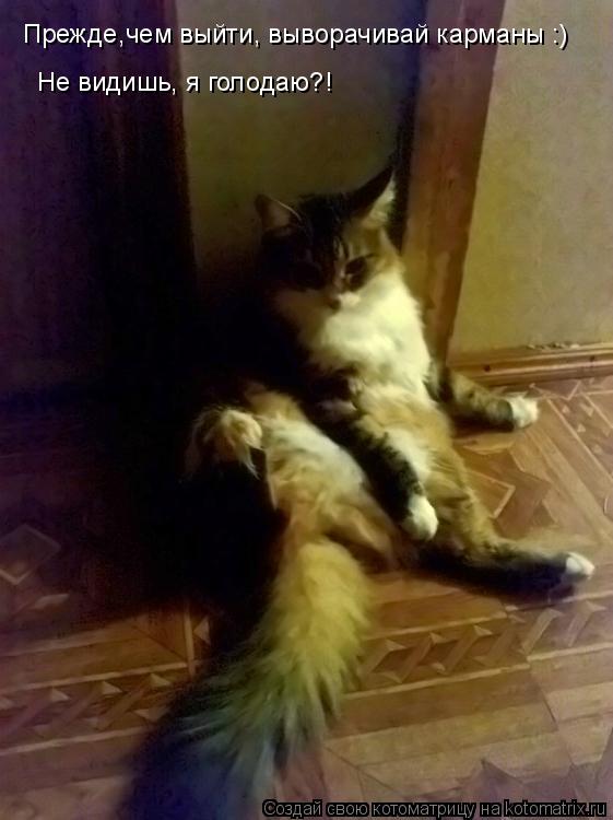 Котоматрица: Прежде,чем выйти, выворачивай карманы :) Не видишь, я голодаю?!