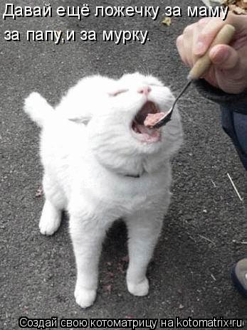 Котоматрица: Давай ещё ложечку за маму за папу,и за мурку.
