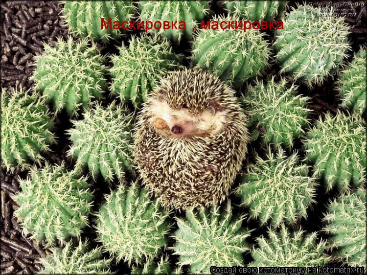 Котоматрица: Маскировка , маскировка