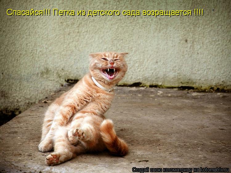 Котоматрица: Спасайся!!! Петка из детского сада возращается !!!!