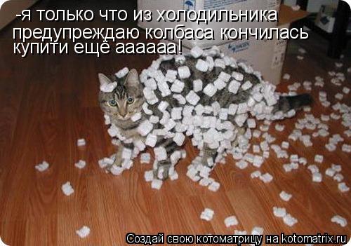 Котоматрица: -я только что из холодильника предупреждаю колбаса кончилась купити ещё аааааа!