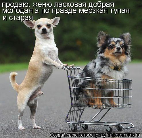 Котоматрица: продаю. женю ласковая добрая  молодая а по правде мерзкая тупая и старая