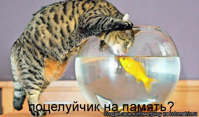 Котоматрица: поцелуйчик на память?