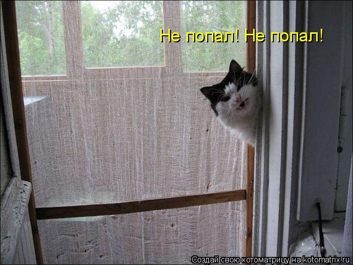 Котоматрица: Не попал! Не попал!