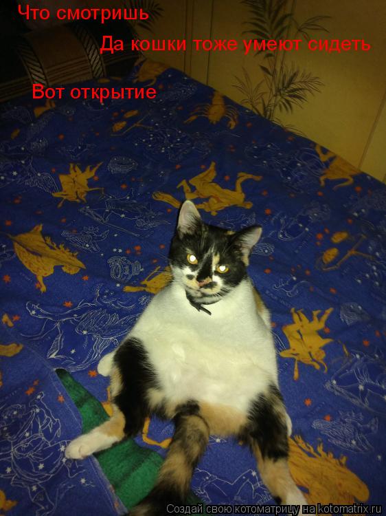 Что смотришь Да кошки тоже умеют сидеть Вот открытие... Котоматрица: Что смотришь Да кошки тоже умеют сидеть Вот открытие