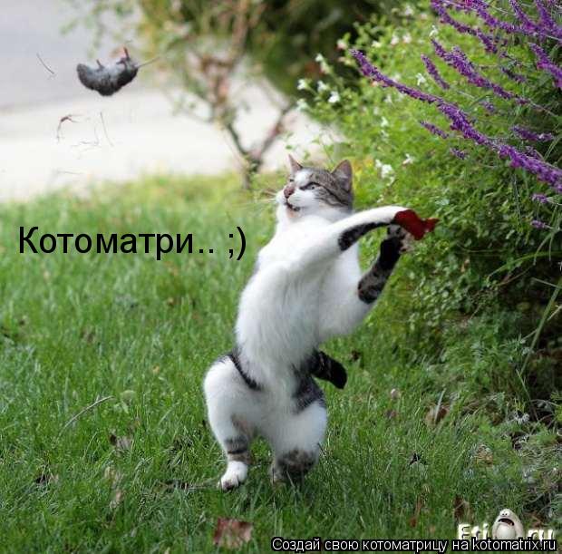 Котоматрица: Котоматри.. ;)