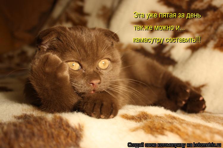 Котоматрица: Эта уже пятая за день так же можно и...  камасутру составить!!!