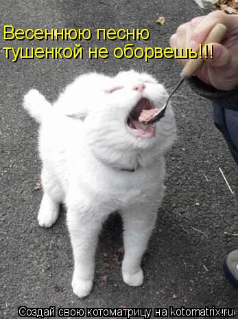 Котоматрица: тушенкой не оборвешь!!! Весеннюю песню