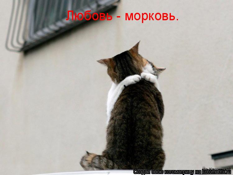 Котоматрица: Любовь - морковь.