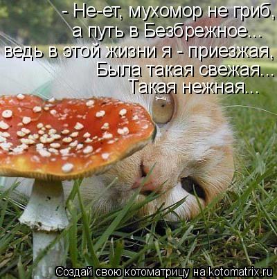 Котоматрица: - Не-ет, мухомор не гриб, а путь в Безбрежное... ведь в этой жизни я - приезжая, Была такая свежая... Такая нежная...