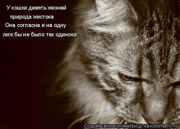 Котоматрица: У кошки девять жизней природа жистока Она согласна и на одну лиж бы не было так одиноко
