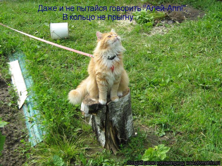 Котоматрица: Даже и не пытайся говорить "Алей-Апп!", В кольцо не прыгну...