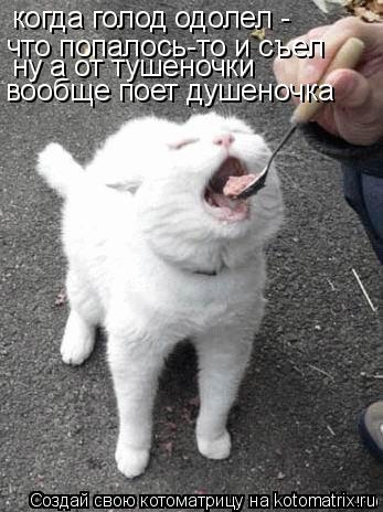 Котоматрица: когда голод одолел -  что попалось-то и съел ну а от тушеночки вообще поет душеночка