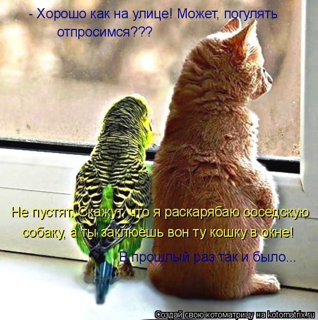 Котоматрица: - Хорошо как на улице! Может, погулять  отпросимся???  Не пустят. Скажут, что я раскарябаю соседскую собаку, а ты заклюёшь вон ту кошку в окне! В 