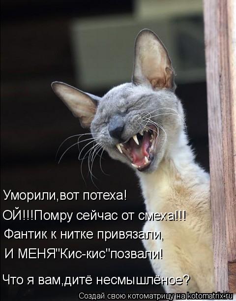 Котоматрица: Уморили,вот потеха! ОЙ!!!Помру сейчас от смеха!!! Фантик к нитке привязали, И МЕНЯ"Кис-кис"позвали! Что я вам,дитё несмышлёное?