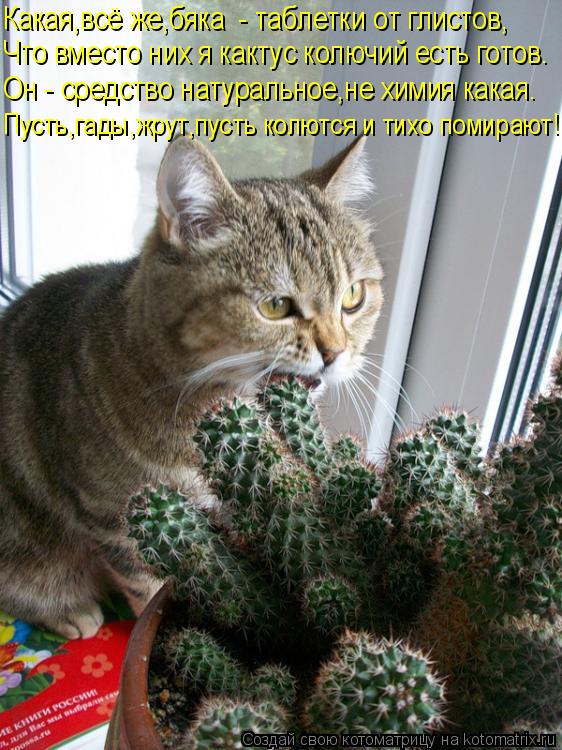 Что вместо них я кактус колючий есть готов. Он - средство натуральное,не химия какая. Пусть,гады,жрут... Котоматрица: Что вместо них я кактус колючий есть готов. Он - средство натуральное,не химия какая. Пусть,гады,жрут,пусть колются и тихо помирают! Какая,вс