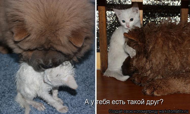 Котоматрица: А у тебя есть такой друг?