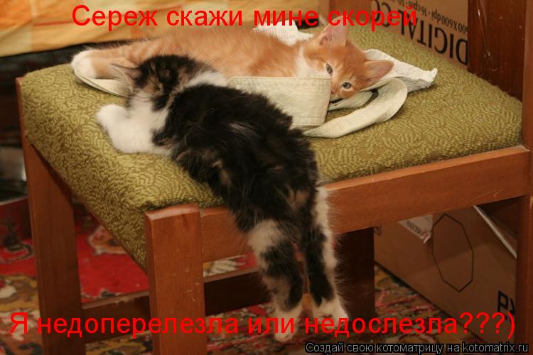 Котоматрица: Сереж скажи мине скорей Я недоперелезла или недослезла???)