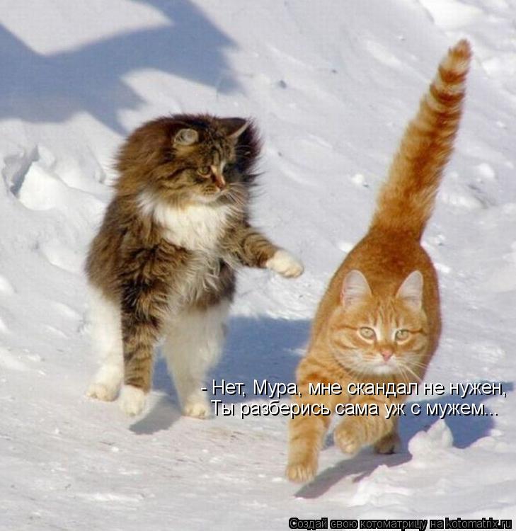 Котоматрица: - Нет, Мура, мне скандал не нужен, Ты разберись сама уж с мужем...