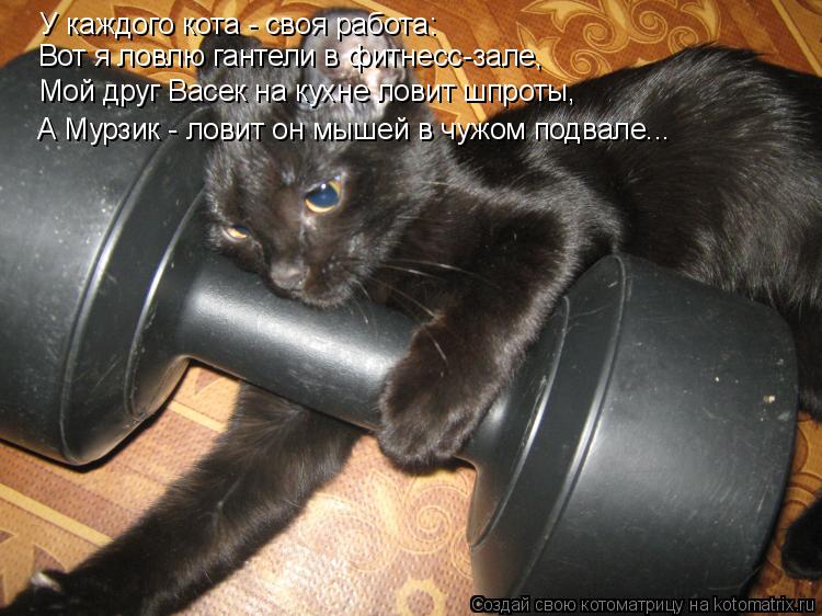 Котоматрица: У каждого кота - своя работа: Вот я ловлю гантели в фитнесс-зале, Мой друг Васек на кухне ловит шпроты, А Мурзик - ловит он мышей в чужом подвал