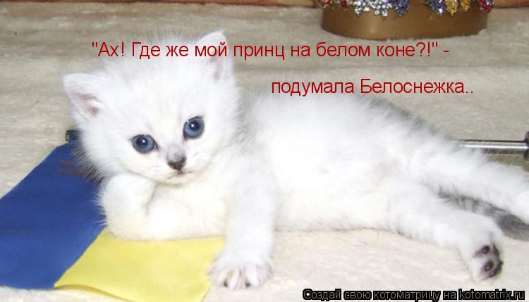 Котоматрица: "Ах! Где же мой принц на белом коне?!" -  подумала Белоснежка..