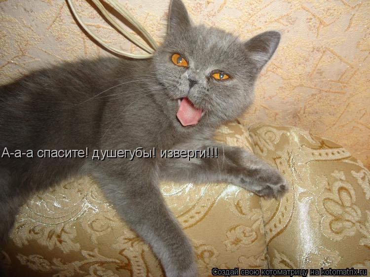 Котоматрица: А-а-а спасите! душегубы! изверги!!!