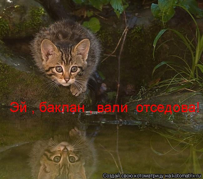 Котоматрица: Эй , баклан , вали  отседова!
