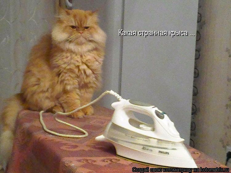 Котоматрица: Какая странная крыса ...