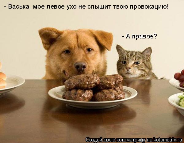 Котоматрица: - Васька, мое левое ухо не слышит твою провокацию! - А правое?