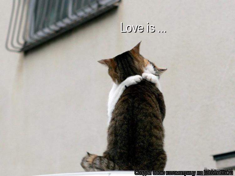 Котоматрица: Love is ...