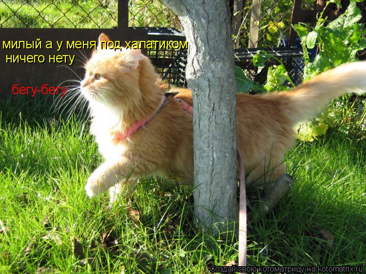 Котоматрица: милый а у меня под халатиком  ничего нету  бегу-бегу