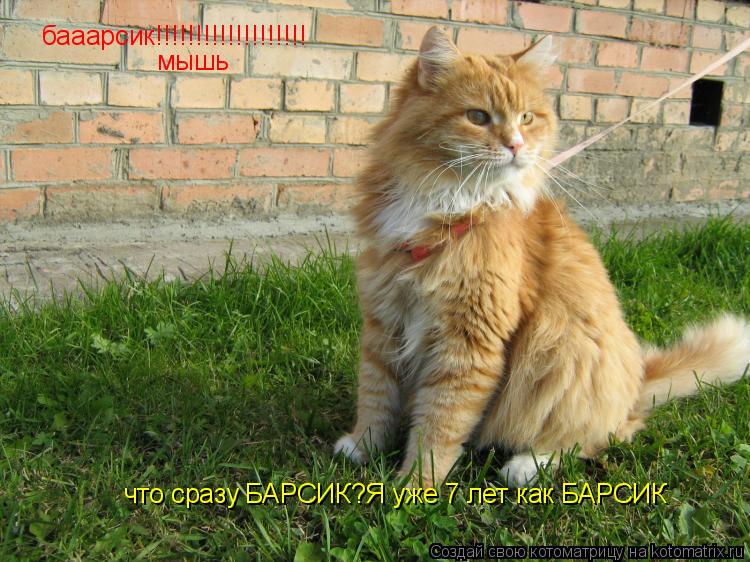 Котоматрица: бааарсик!!!!!!!!!!!!!!!!!!! мышь что сразу БАРСИК?Я уже 7 лет как БАРСИК
