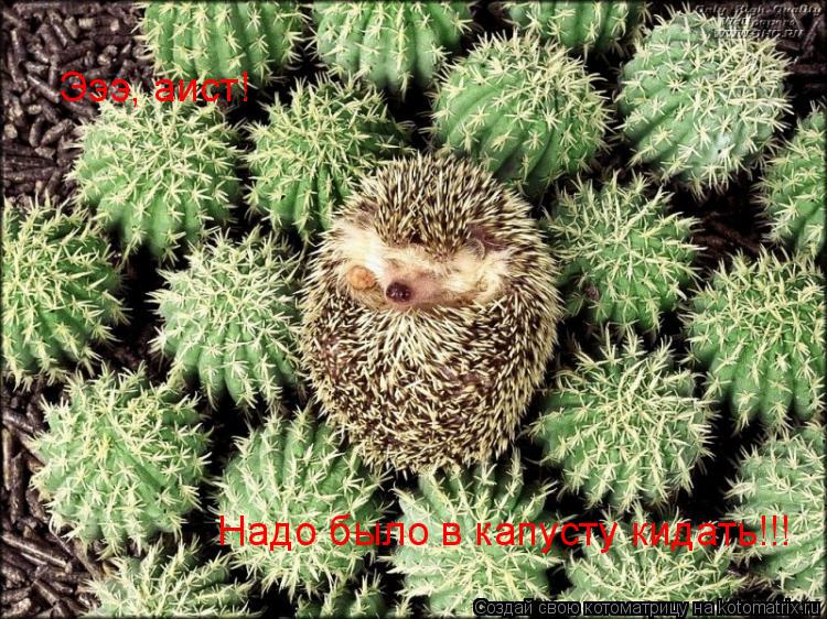 Котоматрица: Эээ, аист!  Надо было в капусту кидать!!!