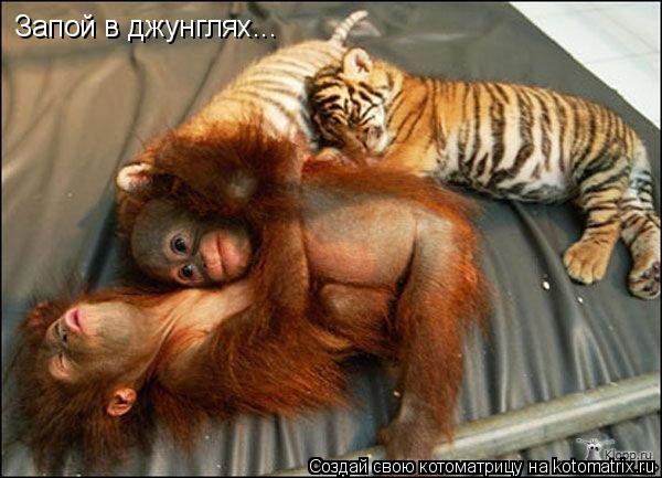 Котоматрица: Запой в джунглях...