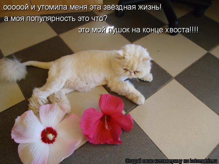 Котоматрица: ооооой и утомила меня эта звёздная жизнь! а моя популярность это что? это мой пушок на конце хвоста!!!!