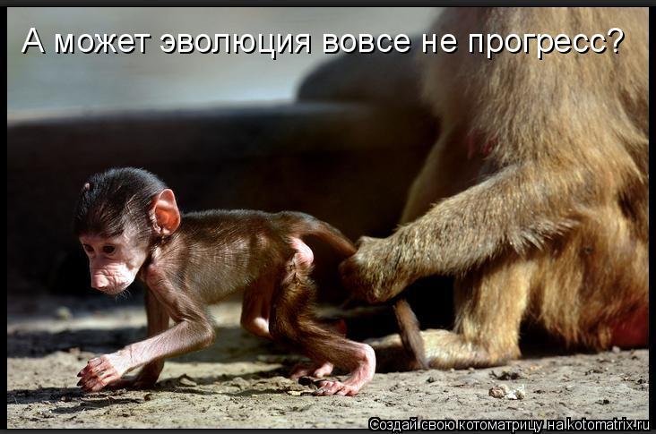 Котоматрица: А может эволюция вовсе не прогресс?
