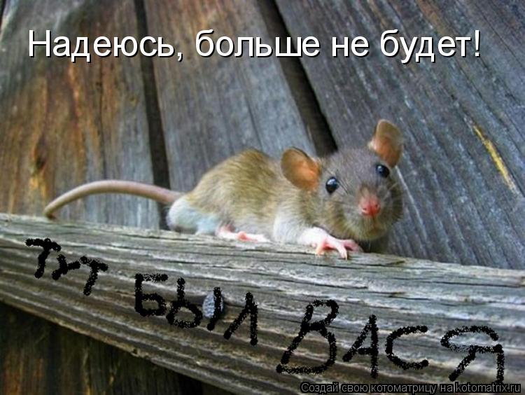Котоматрица: Надеюсь, больше не будет!