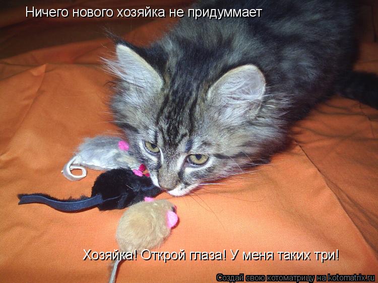 Котоматрица: Ничего нового хозяйка не придуммает Хозяйка! Открой глаза! У меня таких три!