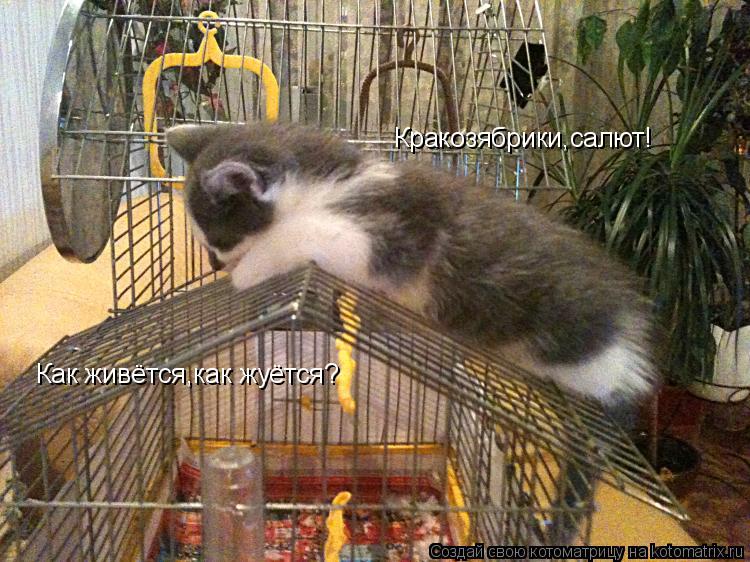 Котоматрица: Кракозябрики,салют! Как живётся,как жуётся?
