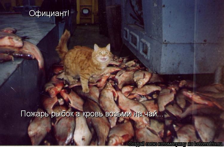 Котоматрица: Официант! Пожарь рыбок а кровь возьми на чай...