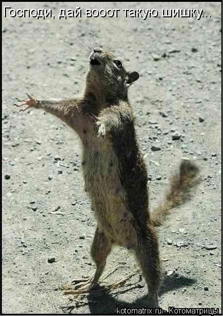 Котоматрица: Господи, дай вооот такую шишку...