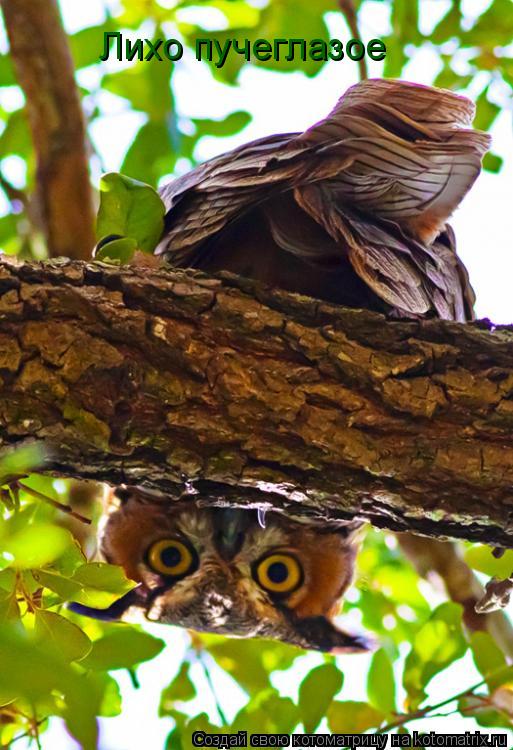Котоматрица: Лихо пучеглазое