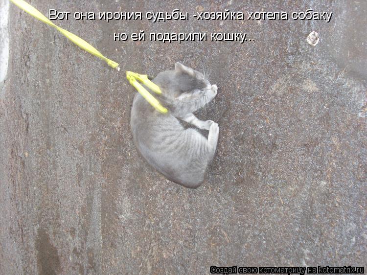 Котоматрица: Вот она ирония судьбы -хозяйка хотела собаку но ей подарили кошку...