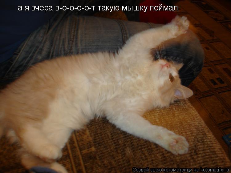 Котоматрица: а я вчера в-о-о-о-о-т такую мышку поймал