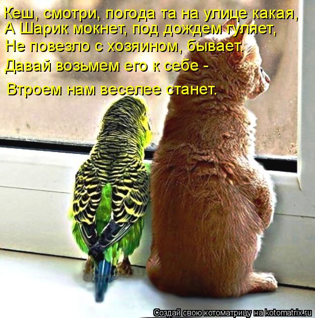 Котоматрица: Кеш, смотри, погода та на улице какая, А Шарик мокнет, под дождем гуляет, Давай возьмем его к себе - Не повезло с хозяином, бывает. Втроем нам в